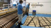 Rug Cleaning