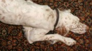 Rug Cleaning